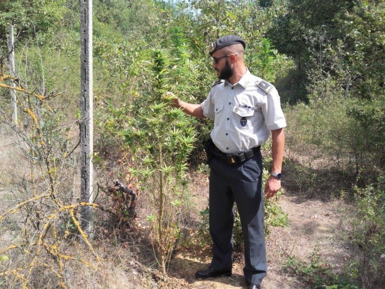 Coltivazione di marijuana in un vigneto abbandonato di Valleandona