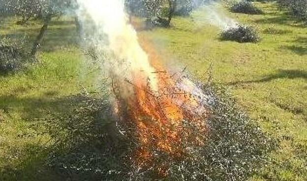 Piemonte, dal 1° novembre scatta il divieto di bruciare materiale vegetale