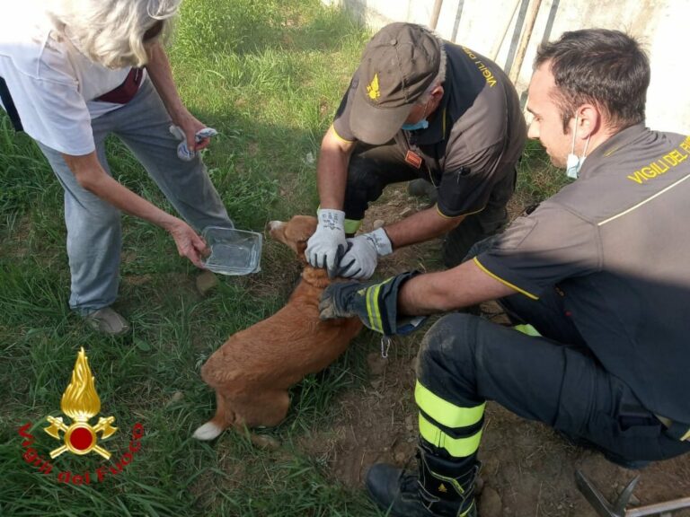 Asti, i vigili del fuoco salvano un cane incastrato in un canale di scolo