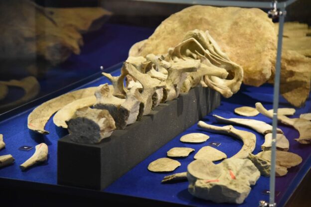 Asti, inaugurata la mostra “Balene preistoriche”: la fotogallery
