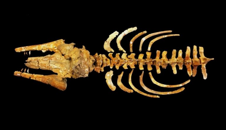 Due delfini speciali animano le storie di “Fossili e Territori”