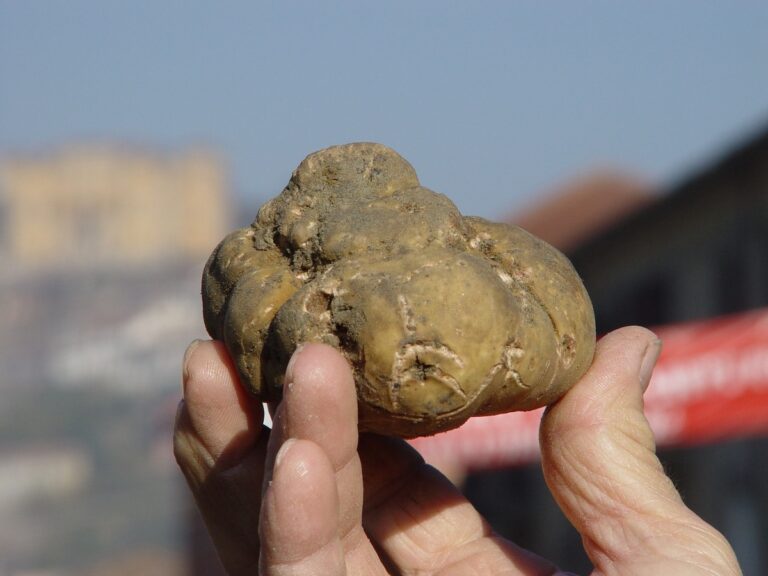 A Canelli doppio appuntamento con la Fiera Regionale del Tartufo e la Fiera di San Martin