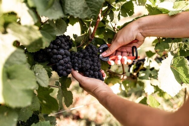 La vendemmia 2024 in Alta Langa è cominciata