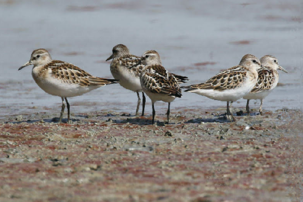 “In punta d’ali”. Mostra sull’avifauna dell’Astigiano al Museo dei Fossili