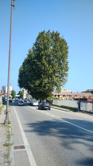 Bosia e Briccarello: “L’Amministrazione salvi i platani di corso Savona”