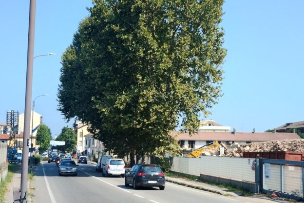 Bosia e Briccarello: “L’Amministrazione salvi i platani di corso Savona”