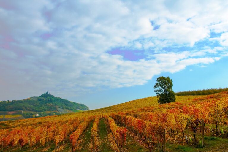 Il 2024 del Consorzio Barbera d’Asti e Vini del Monferrato