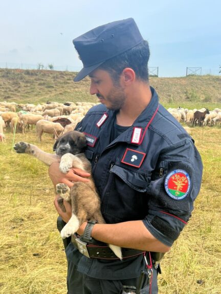 Un anno di lavoro per i carabinieri forestali