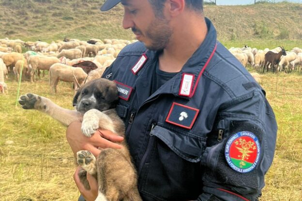 Un anno di lavoro per i carabinieri forestali