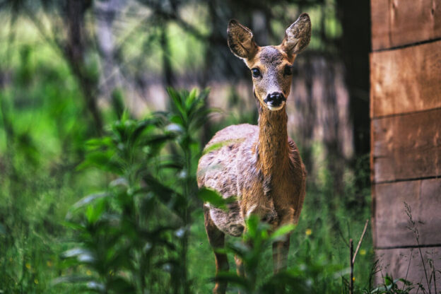 Recupero selvatici feriti: accordo Provincia – Corpo forestale volontario Esaf 